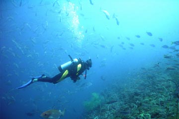 Buceo
Explorar el mundo de las profundidades es una experiencia única donde podrás conocer múltiples especies de flora y faun